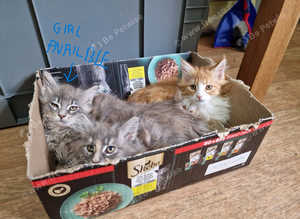 3 FULL MAINECOON KITTENS