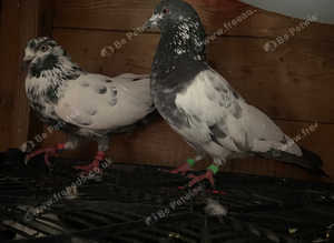 High flying pigeon