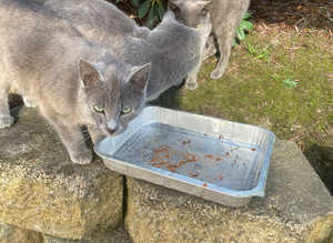Grey kittens