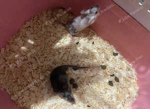Baby mice