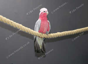 Galah Cockatoo Talking Parrot,18