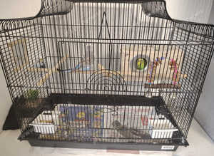 3 parakeet budgies with Cage and nest box