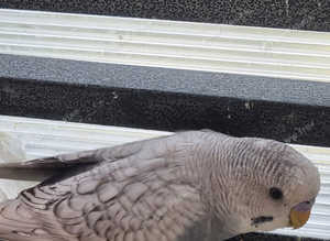 Budgies for sale.