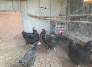 Jersey giant hatching eggs for sale ..............show quality........fresh every day...