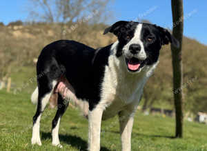 Border Collie Puppies