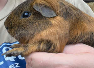 Male guinea pigs