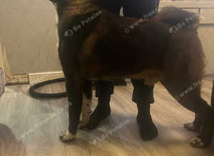 Stunning American Akita for stud proven