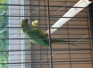 Parrot