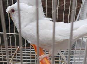 RED EYE HOGOROMO/ RED EYE NORMAL BUDDGIES AVAILABLE