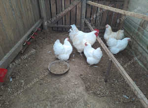 WHITE ORPINGTON HATCHING EGGS......X6......LARGE FOWL