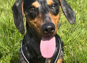 Stunning 2 year old miniature dachshund for STUD