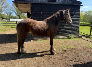 Beautiful buckskin filly