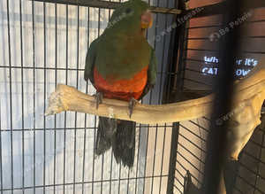 King parrot