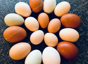 Hatching eggs for sale * traditional and rare breeds *