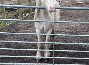 Stunning red sanbino gelding