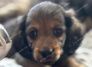 Miniature longhair dachshunds