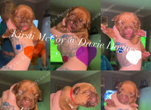 Beautiful dogue de Bordeaux puppy's