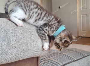 Bengal x Ragdoll kittens