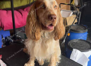 Cocker spaniel stud