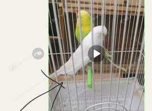 BUDGIES HOGOROMOS,  KING SIZE ,REDEYES