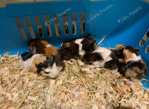 Beautiful baby fluffy boy Guinea pigs