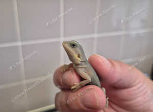 Bearded dragons