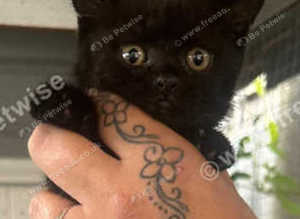 3 black British short hairs with amber eyes
