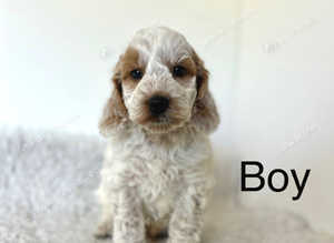4 lovely cockapoo ready soon