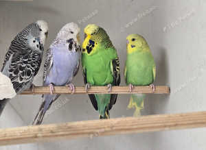 4 pair of exhibition budgies