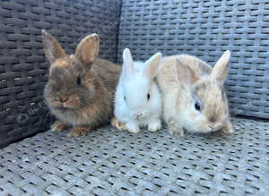 Super cute Netherland dwarf babies.