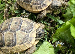 Garden Tortoises LAST TWO - Delivery Nationwide
