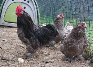Rare blue faverolle bantams