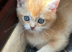 ALL SOLD NEW LITTERS AVAILABLE GCCR Registered British Shorthair Chocolate Golden Dominant of Blue Eyes Last Male