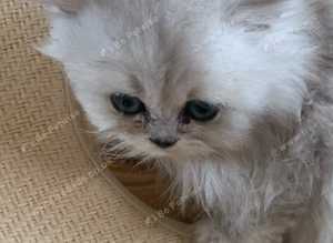 we offer Pet microchip service. We chip dogs and cats and small animals