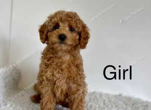 4 lovely cockapoo puppies