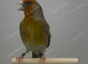 Goldfinch mule