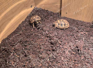 Baby hermans tortoise