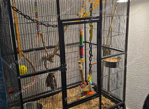 Kiki The Caique (with full setup)