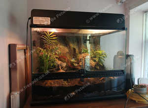 X3 peacock dart frogs and enclosure