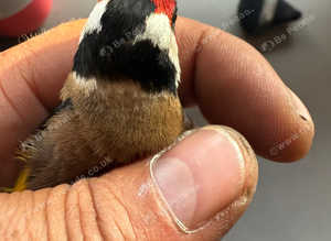 British goldfinch last year
