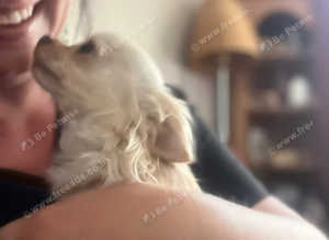 Mobile pet microchip service
