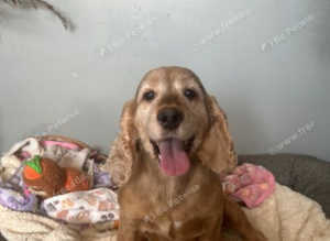 Fifi is looking for her retirement home