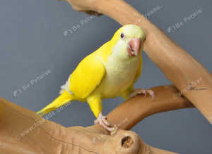 Baby Yellow Quaker,17