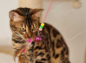Female bengal  pure breed