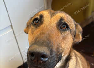 Adorable loyal, very intelligent