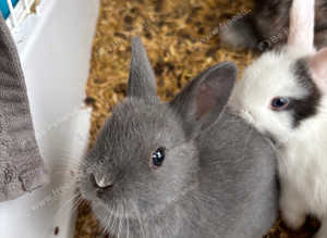 Netherland dwarf babies