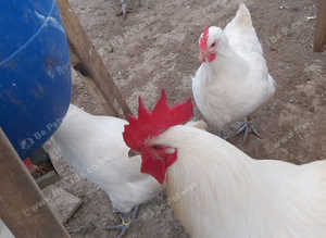 Le Bresse Gauloise Hatching Eggs x6