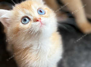 GCCF Registered British Shorthair Chocolate Golden Kittens