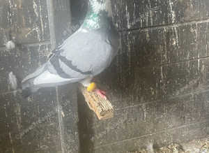 Pigeon