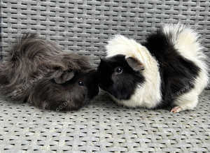 Mickey & Finn looking for a new home.